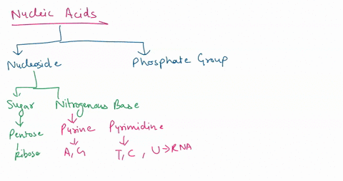 nucleic-acids-are-choose-all-that-apply-polymers-of-amino-acid-chains-polymers-of-nucleotides-such-as-adenine-cytosine-guanine-thymine-if-in-the-form-of-dna_-are-primarily-found-in-the-nucle-07864