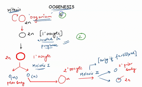 order-the-steps-of-oogenesis-in-human-females-not-all-events-will-be-placed-first-event-last-event-secondary-oocytes-are-released-into-the-allopian-tube-at-ovulation-and-arrest-at-metaphase-48492