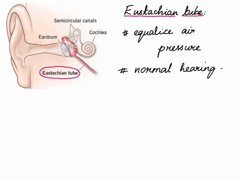 air-pressure-on-each-side-of-the-ear-drum-is-equalized-through-the-group-of-answer-choices-external-pinna-eustachian-tube-semi-circular-canals-cochlea-basilar-membrane-92955