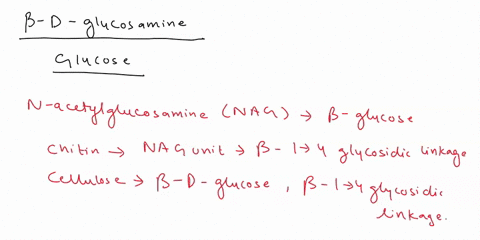 injicated-hene-inmany-is-an-amino-sugar-s-stuctres-esn-nartar-0-ec-_-b-d-glucosamine-glueosamine-erentatd-amino-group-pohsanchanjs-chiinchitin-biological-applications-the-in-each-monomer-oit-36218
