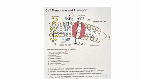 cell-membrane-and-transport-x-oxygen-glucose-outside-the-cell-b-water-inside-the-cell-biologycornercom-match-the-structureprocess-to-the-letter-1-phospholipid-bilayer-2-osmosis-3-simple-diff-08044