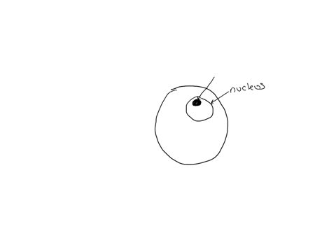 what-is-the-function-of-nucleolus