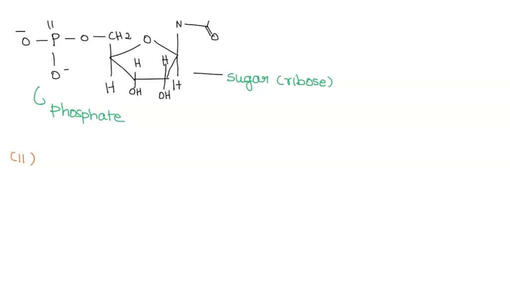 Solved 10 Draw The Basic Structure Of A Nucleotide With Its Or Cheggcom