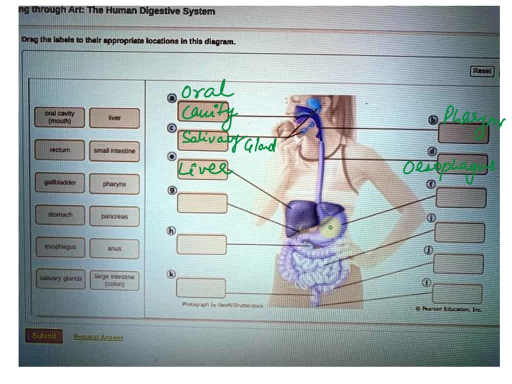 SOLVED: The Digestive System and Body Metabolism Maneb; Essentials of