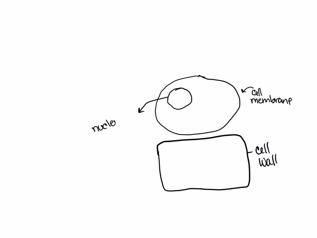 SOLVED which structure could most likely be observed in cells in the