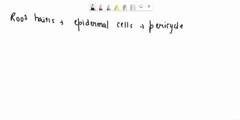 1-how-do-root-hairs-differ-from-lateral-roots-a-root-hairs-are-thin-extensions-of-epidermal-cells-lateral-roots-are-organs-b-lateral-roots-are-extensions-of-root-hairs-c-root-hairs-function-60418