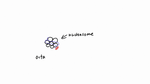 rovicw-dna-to-the-the-nuclcosomo-bead-an-cciomcm-wocad-histone-protcins-indicato-which-specific-histonc-proteins-are-part-e-eacn-tetramer-within-octomor-and-which-histone-croicin-astens-drag-49348