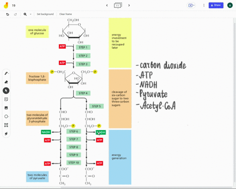 at-the-end-of-glycolysis-most-of-the-energy-that-was-in-glucose-now-exists-in-carbon-dioxidc_-atp-nadh-pyruvatc-acctyl-coa-39685