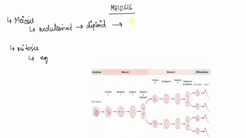 the-table-below-shows-the-stage-and-number-of-cells-and-chromosomes-per-cell-at-the-end-of-the-stage-in-2n-72-organism-stage-number-of-cells-number-of-chromosomes-prophase-72-metaphase-72-an-42947
