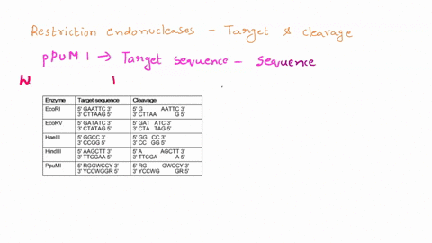 question-1-0f-2-the-table-shows-where-diffcrent-restriction-endonucleases-restriction-enzymcs-cleave-dna-the-purines-adenine-and-the-abbreviation-r-rcpresents-guanine-the-pyrimidines-cytosin-64575