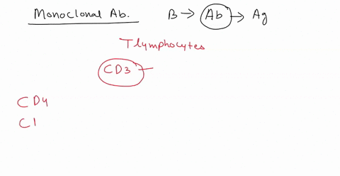 an-immunologist-is-attempting-to-develop-a-new-monoclonal-antibody-to-target-baudelaires-lymphoma-a-malignancy-which-highly-involves-t-lymphocytes-he-wishes-to-target-the-cd3-molecule-of-t-c-03683