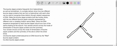 the-leucine-zipper-proteins-frequently-form-heterodimers-as-well-as-homodimers-in-a-simple-cartoon-show-how-two-different-leucine-zipper-proteins-that-can-form-a-heterodimer-with-each-other-98224