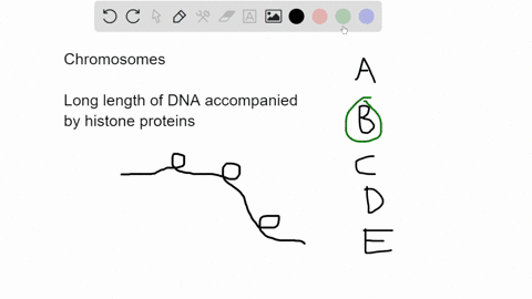 a-eukaryotic-chromosome-is-made-up-of-a-dna-only-b-protein-and-nucleic-acid-ccentromeres-and-centrioles-dloops-of-naked-dna-e-dna-and-rna-only-69315