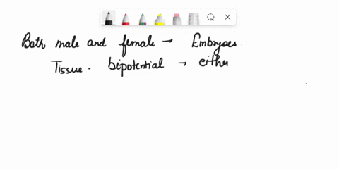 explain-how-the-internal-female-and-male-reproductivestructures-develop-from-two-different-duct-systems-56618
