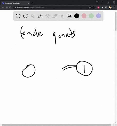 which-of-these-is-the-correct-path-of-an-oocyte-a-uterine-tube-fimbriae-uterus-vagina-b-ovary-fimbri-85402