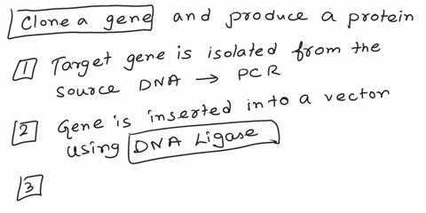 briefly-describe-the-main-steps-required-to-clone-a-gene-and-produce-a-protein-80606