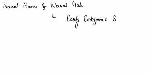 drag-the-fext-blocks-below-into-thelr-correct-order-central-canal-a-hollow-channel-called-the-formswhich-eventually-will-grow-lateral-processes-that-later-form-motor-nerve-fibers-neural-cres-09196