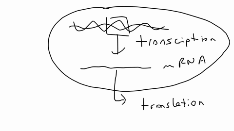 which-of-the-following-occurs-in-prokaryotes-but-not-in-eukaryotes-a-post-transcriptional-splicing-b-concurrent-transcription-and-translation-c-translation-in-the-absence-of-a-ribosome-d-gen-45424