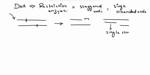 question-4-1-point-when-typical-restriction-enzyme-cuts-dna-molecule-the-cuts-an-staggered-so-that-the-dna-fragmenss-have-single-stranded-ends-this-is-important-in-recombinunt-dna-work-becau-64455