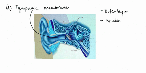 left12148-johnesia-davis-attempt-question-34-2-points-this-figure-shows-the-anatomy-of-the-human-ear-what-does-a-represent-a-the-tympanic-membrane-b-the-semicircular-canals-the-malleus-d-the-24421