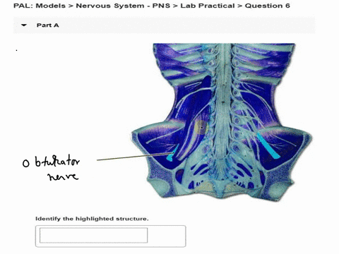 palmodelsnervous-system-pnslab-practicalquestion-6-parta-ldentify-the-highlighted-structure-76747