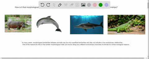 how-is-it-that-morphological-data-alone-might-lead-scientists-to-group-animals-into-erroneous-evolutionary-relationships-11494