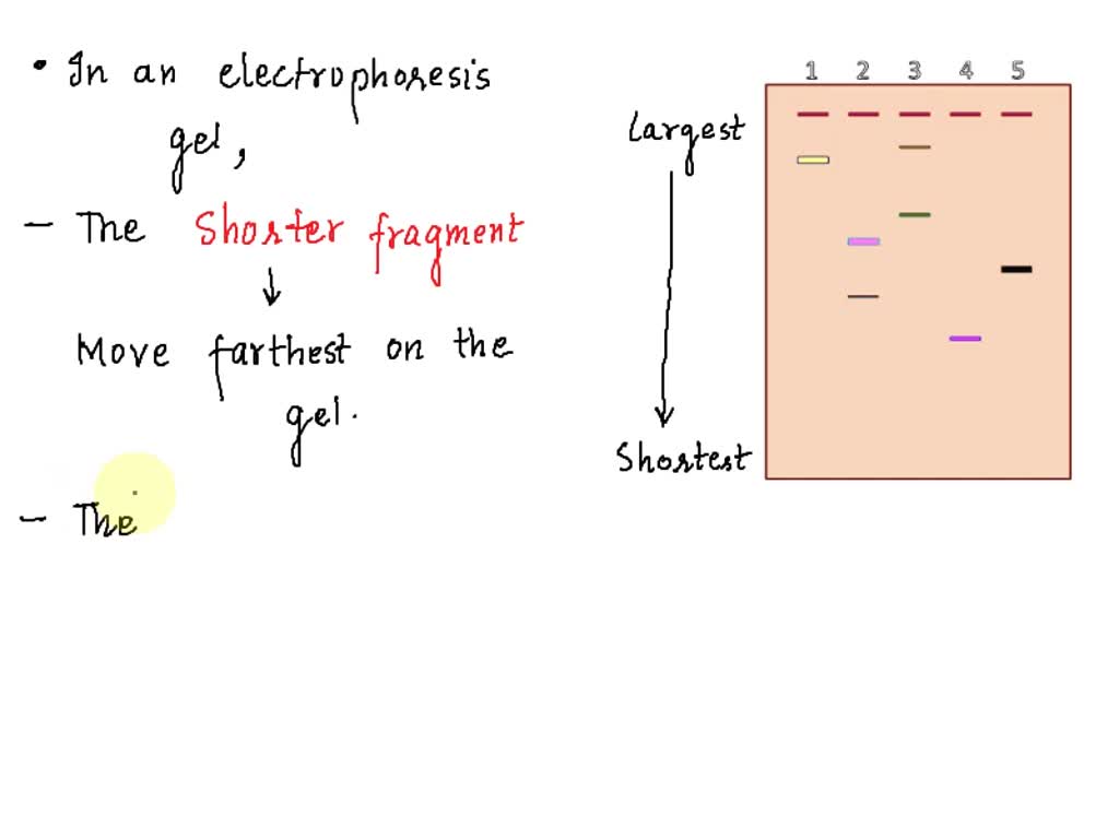 SOLVED: The image below shows an analysis of DNA by agarose gel ...