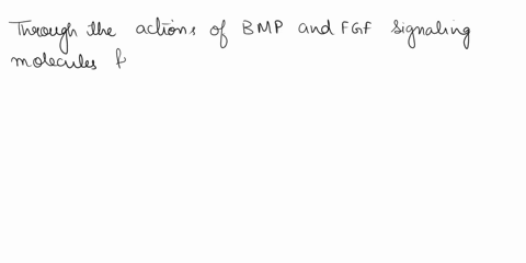1-decribe-how-the-ectoderm-becomes-specified-to-become-brain-spinal-cord-and-epidermis-in-the-developing-frog-embro_-be-sure-to-alk-about-the-signaling-molecules-involved-as-well-as-the-sour-92868