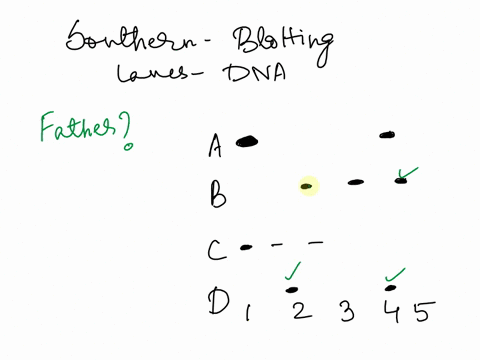 2-the-southern-blot-to-the-left-shows-a-single-locus-analysis-o48-father-and-his-four-children-all-known-to-be-his-which-lane-contains-the-father-dna-how-do-you-know-b-how-many-different-all-40373