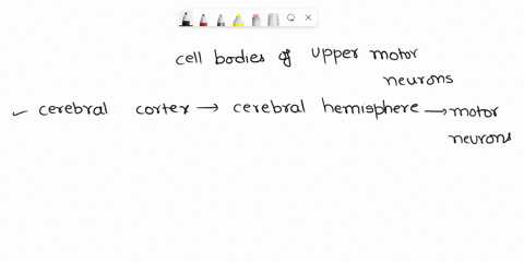 the-____-contains-cell-bodies-of-upper-motor-neurons-and-the-___-contains-neurons-that-receive-information-from-general-somatic-sensory-receptors-29466