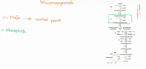 the-path-of-carbon-through-glycolysis-and-gluconeogenesis-is-shown-in-the-figure-answer-two-questions-about-the-regulation-of-gluconeogenesis-glucose-atp-adp-glucose-6-phosphate-1-1-which-st-35809