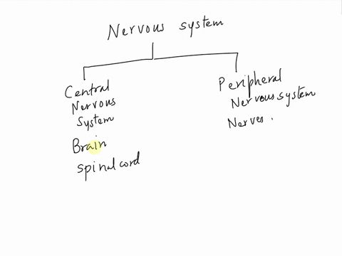 what-might-happen-to-the-human-body-if-one-part-of-the-nervous-system-fails-to-carry-out-its-function-property-92418