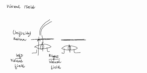 in-humans-what-happens-to-visual-information-from-the-left-visual-fielda-it-reaches-the-right-half-of-each-retina-which-sends-messages-to-the-left-hemisphereb-it-reaches-the-right-half-of-ea-68306