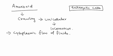 explain-how-amoeboid-movement-takes-place-in-terms-of-transitions-of-ectoplasm-and-endoplasm-what-role-does-actin-play-in-this-process-29628