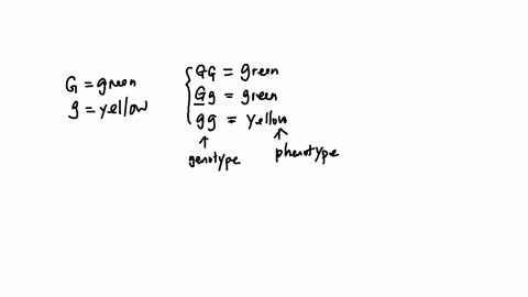 the-allele-for-green-pods-g-is-dominant-to-the-allele-for-yellow-pea-pods-g-you-isolate-pea-plant-with-green-pea-pods-and-want-to-determine-if-the-genotype-of-the-isolated-pea-plant-is-homoz-50808