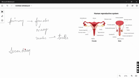 explain-the-structure-and-the-function-of-the-male-and-female-reproductive-systems-98003