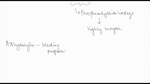 explain-briefly-how-atp-typically-transfers-energy-from-exergonic-to-endergonic-reactions-in-the-cell-18981