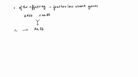 chickens-can-have-feathered-shanks-legs-or-featherless-shanks-and-there-are-two-genes-aa-and-bb-that-control-this-phenotype-you-cross-two-featherless-breeds-black-copper-maran-aabb-shown-at-78457