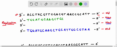 b-replicate-the-dna-strand-remember-semiconservative-replication_-5-acctac-gttcgacgtaaccgcatt-3-old-3-5-new-5-3-new-3-5-old-transcribe-the-5to-3dna-to-an-mrna-strand-remember-there-is-no-thy-61912