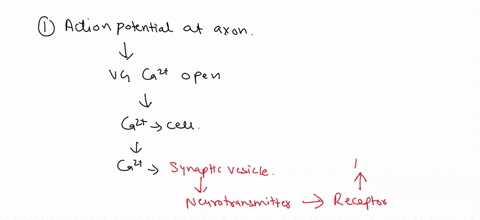 these-nine-steps-below-of-muscle-contraction-are-out-of-order-please-put-them-in-order-by-placing-step-1-9-in-blue-on-the-right-next-to-the-statement-on-the-left-sarcoplasmic-reticulum-relea-83736
