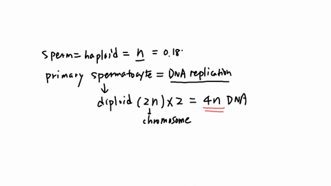 the-nuclear-dna-content-of-a-single-sperm-cell-in-drosophilamelanogaster-is-approximately-018-picogram-what-would-bethe-expected-nuclear-dna-content-of-a-primary-spermatocyte-indrosophila-wh-12903