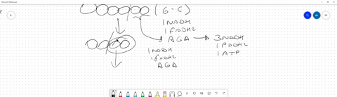 calculate-the-atp-yield-for-the-complete-oxidation-of-the-12-carbon-saturated-fatty-acid-lauric-acid-you-should-consider-the-oxidation-steps-processing-of-acetyl-coa-through-the-citric-acid-05007