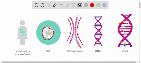 what-is-the-name-for-the-sequence-of-a-gene-that-determines-a-specific-trait-like-brown-eyes-a-allele-b-gene-c-dna-d-nucleus-2-what-does-the-xy-pair-of-chromosomes-determine-in-humans-a-eye-19087