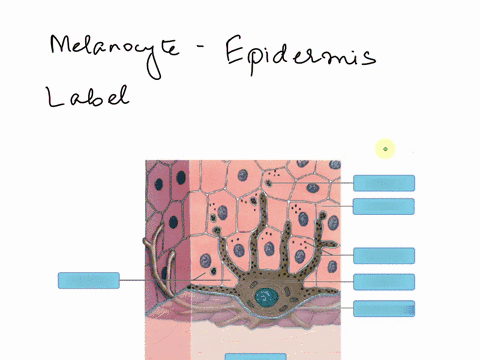 ntegumentary-systemchapter5-t-labeling-activitymelanocyte-in-the-stratum-basale-of-the-epidermis-dermis-keratinocyte-melanin-pigment-basementmembrane-stratum-basale-melanosome-melanocyte-87806