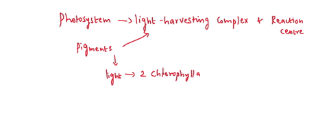 how-does-the-electron-transfer-pathway-from-photosynthesis-ii-to-photosynthesis-i-in-the-light-dependent-reactions-take-place-a-after-splitting-water-in-ps-i-high-energy-electrons-are-delive-08009
