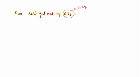 how-does-a-cell-get-rid-of-waste-products-such-as-carbon-dioxide-1-the-waste-leaves-through-the-cell-membrane-2-the-waste-is-transported-to-the-nucleus-3-the-waste-is-stored-in-a-lysosome-4-55647