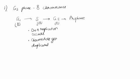 1a-cell-in-gz-phase-has-8-chromosomes-how-many-chromosomes-and-chromatids-will-be-found-per-cell-when-this-original-cell-progresses-to-metaphase-of-mitosis-4-chromosomes-and-chromatids-b-4-c-51352