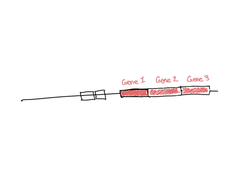 compare-and-contrast-the-terms-gene-operon-and-regulon-01474