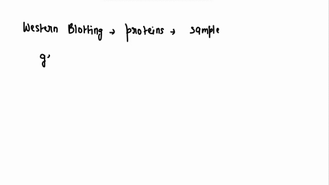 western-blotting-is-a-protein-detection-technique-that-combines-the-separation-power-ofgroup-of-answer-choicesagarose-and-2d-gel-electrophoresisdna-isolation-and-ethidium-bromide-stainingchr-32594