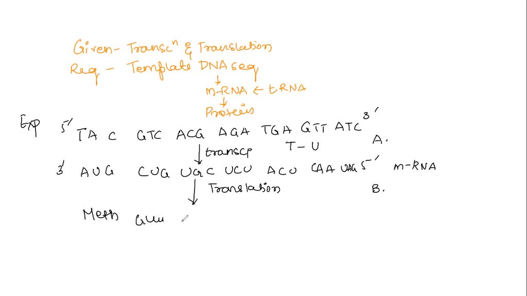 SOLVED: UUsing the complementary DNA strand answer the below questions ...